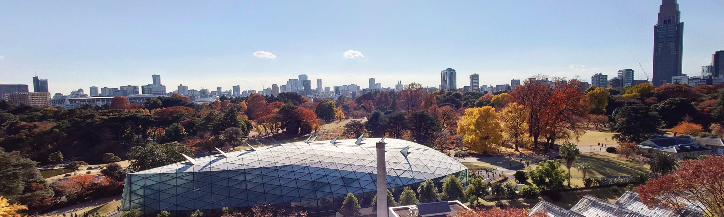 オフィスの窓から見た新宿御苑（秋・紅葉）