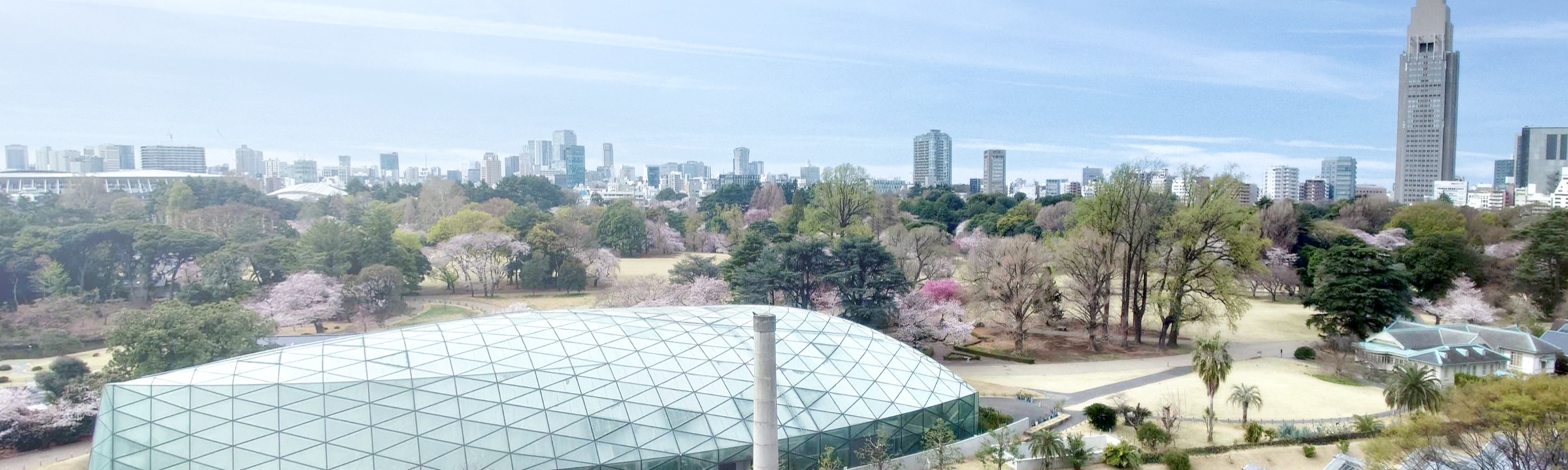 オフィスの窓から見た新宿御苑（春・桜）